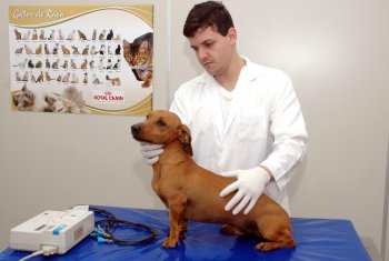 Unoeste tem Comissão de Ética no Uso de Animais